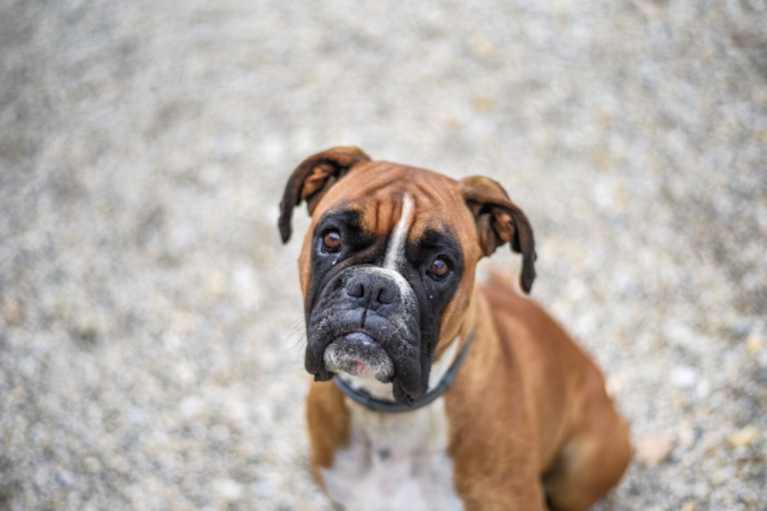 Los perros gigantes viven unos tres años menos: la selección humana podría estar detrás de su envejecimiento acelerado