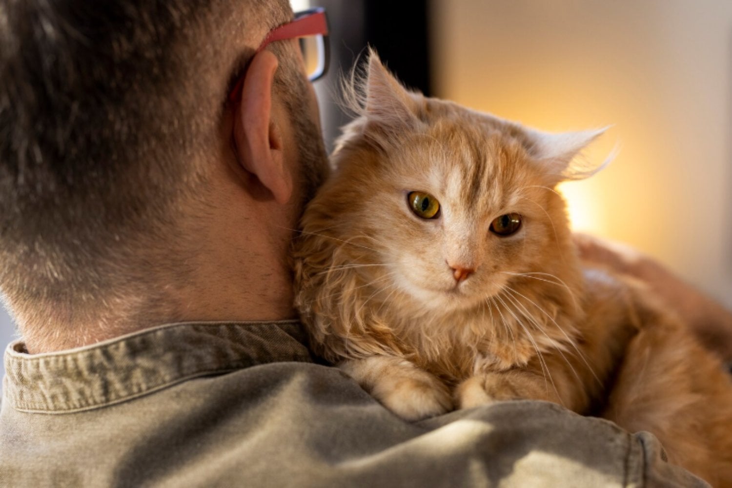 El vínculo con los gatos puede ayudar a regular el estrés, pero la personalidad influye más de lo que parece