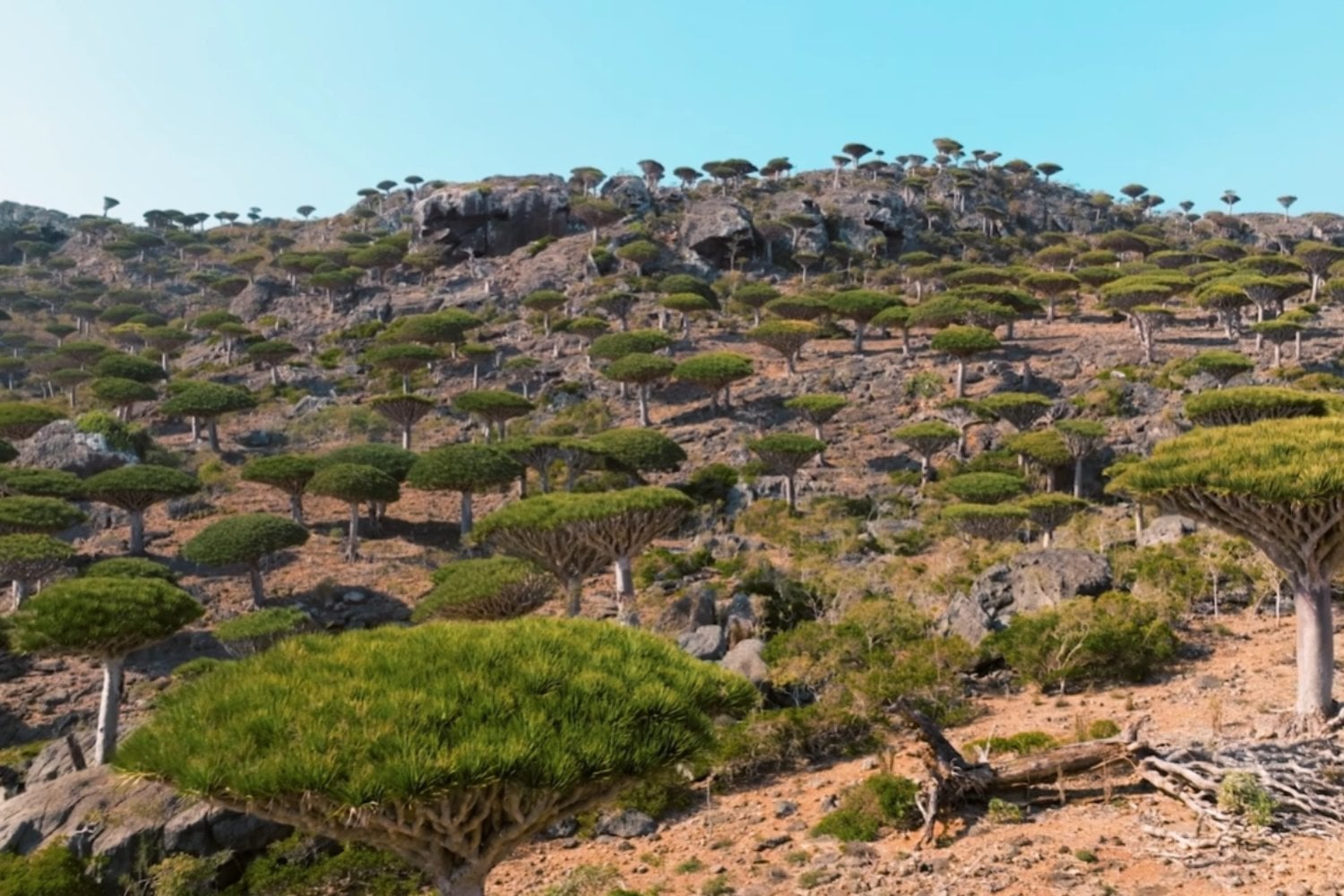 Parece otro planeta, pero está en la Tierra: la isla con árboles de Sangre de Dragón y cientos de especies únicas