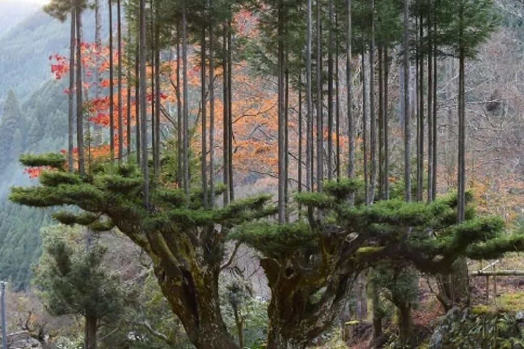 Japón aprendió a producir madera durante décadas sin talar el árbol que la sostenía