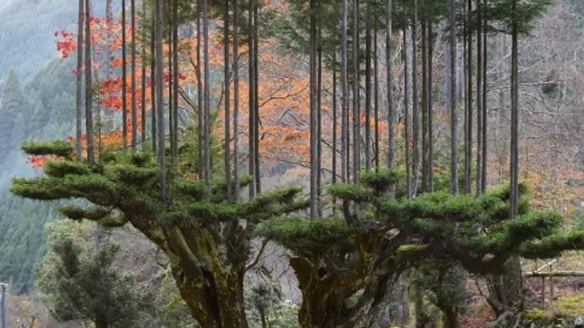 Japón aprendió a producir madera durante décadas sin talar el árbol que la sostenía