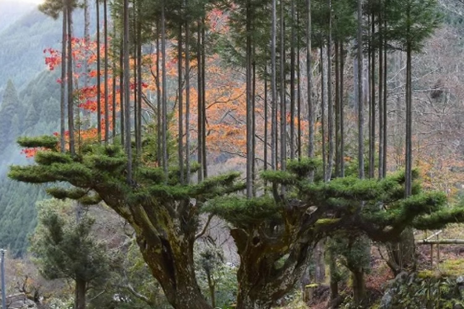 Japón aprendió a producir madera durante décadas sin talar el árbol que la sostenía
