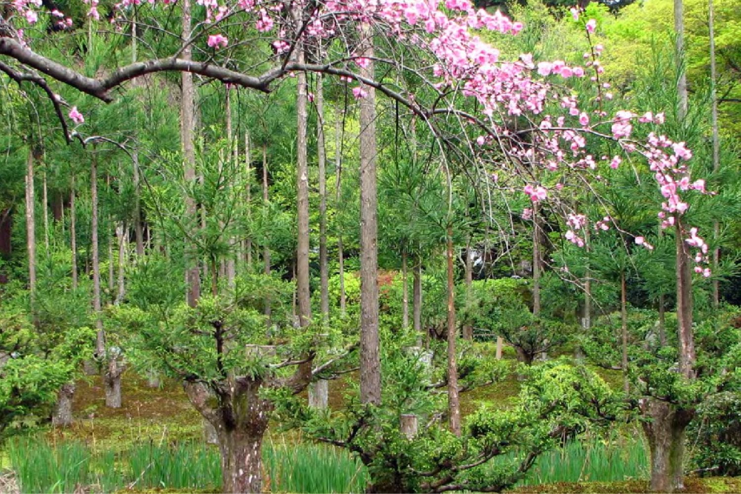 Japón aprendió a producir madera durante décadas sin talar el árbol que la sostenía