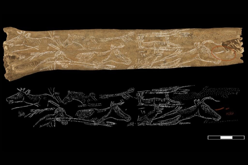 Hace 12.000 años alguien grabó 23 figuras en un hueso de ave: todavía nadie sabe para qué servía