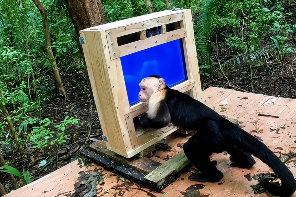 Instalaron un laboratorio con IA en medio de la selva y 16 monos capuchinos aprendieron a interactuar con él