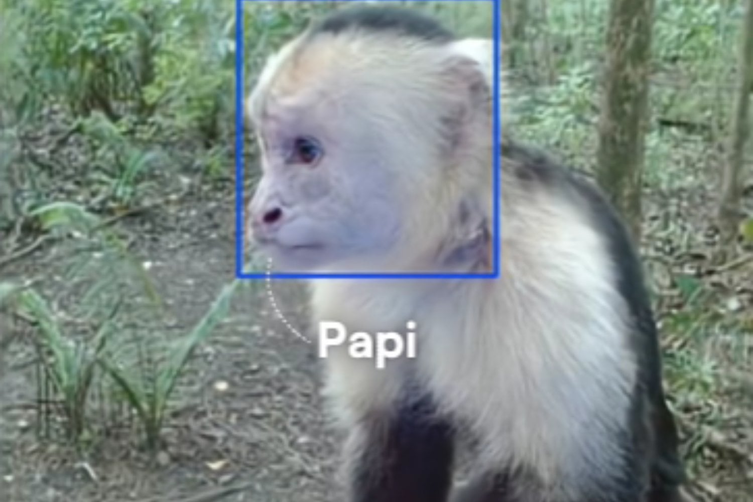 Instalaron un laboratorio con IA en medio de la selva y 16 monos capuchinos aprendieron a interactuar con él
