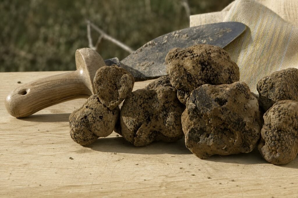 El bosque de trufas que ahora estudian como escudo natural frente a las DANAs