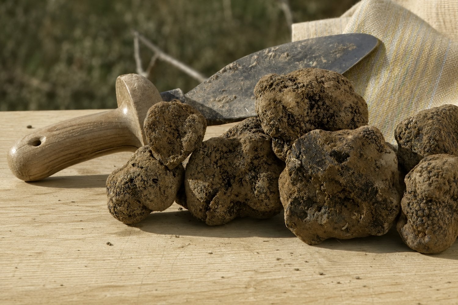 El bosque de trufas que ahora estudian como escudo natural frente a las DANAs
