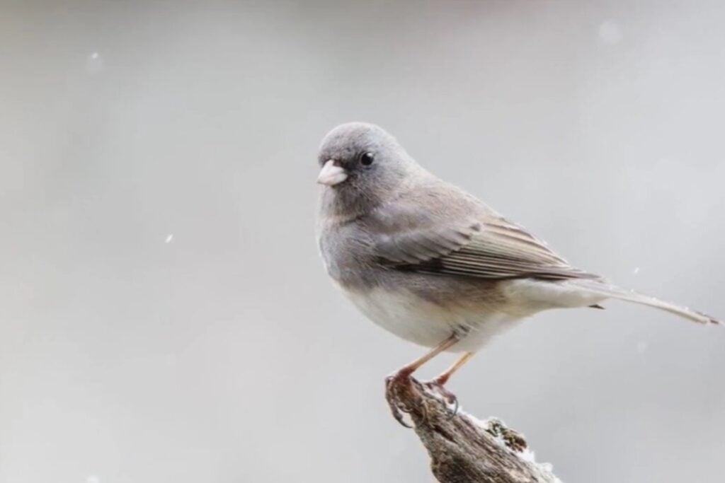 El ser humano está cambiando a los animales más rápido de lo esperado: estas especies ya muestran señales evolutivas