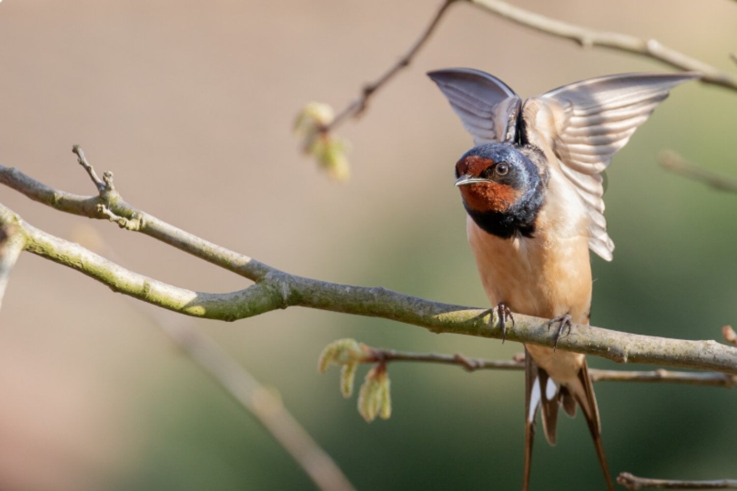 El ser humano está cambiando a los animales más rápido de lo esperado: estas especies ya muestran señales evolutivas