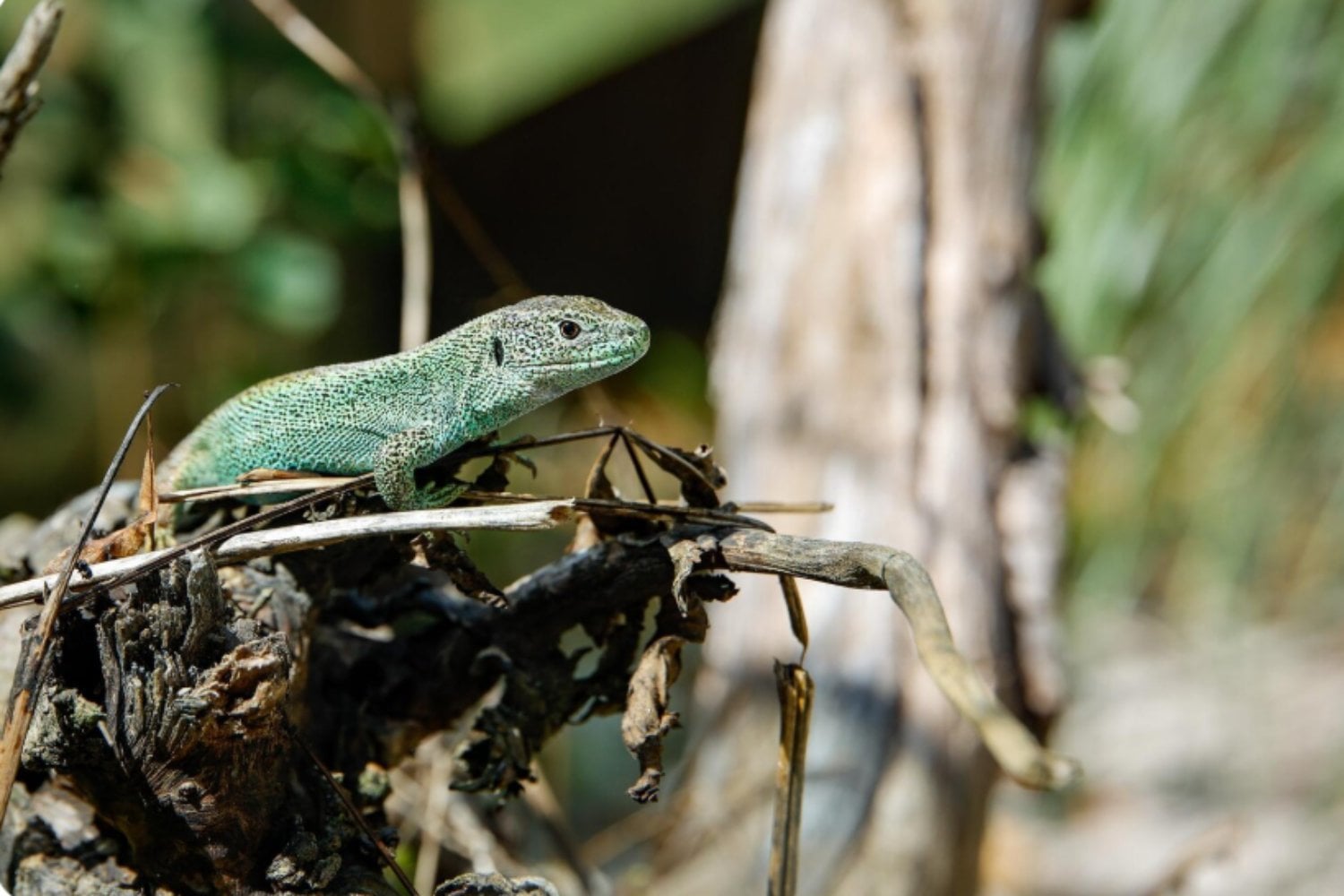 El ser humano está cambiando a los animales más rápido de lo esperado: estas especies ya muestran señales evolutivas