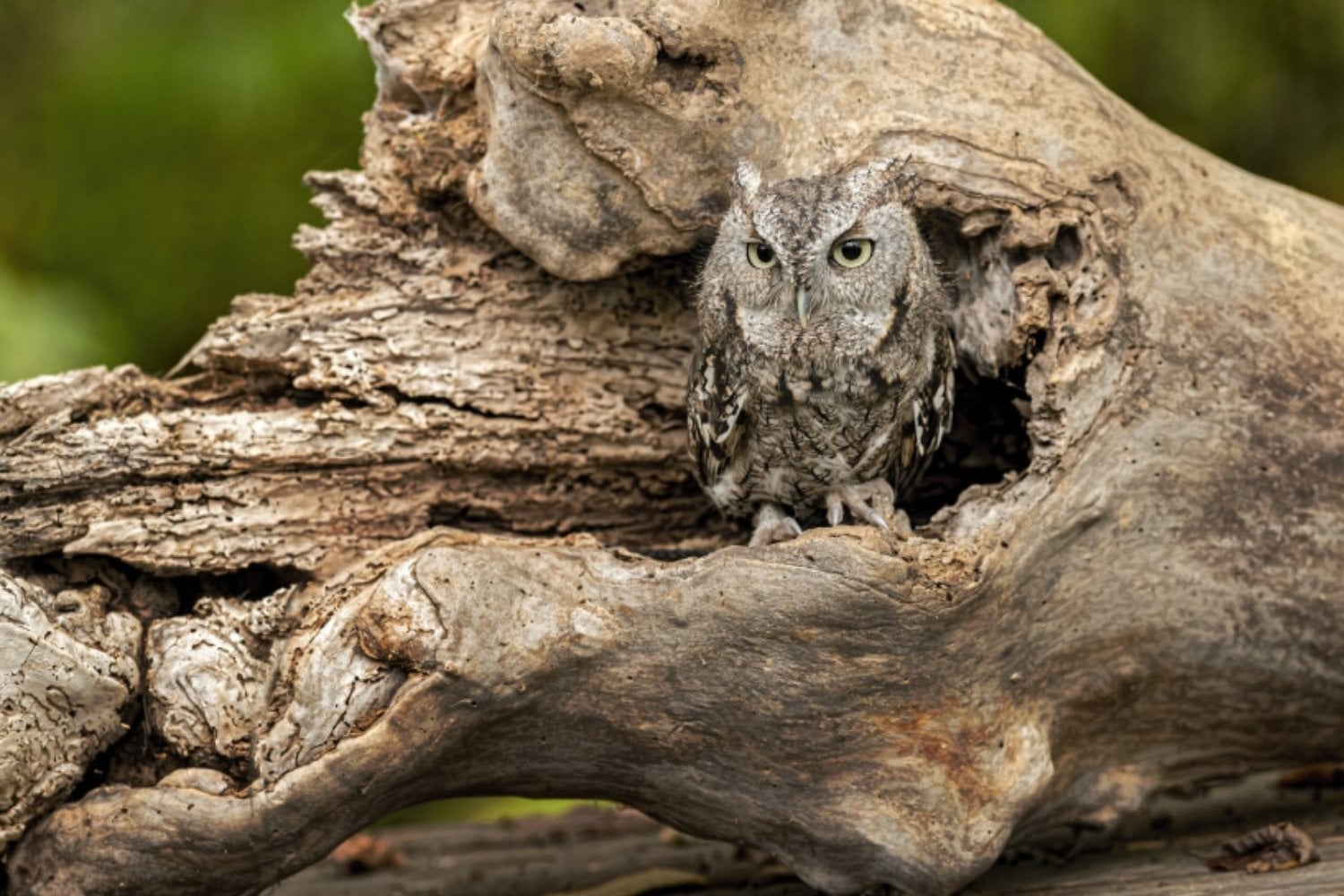 El ser humano está cambiando a los animales más rápido de lo esperado: estas especies ya muestran señales evolutivas