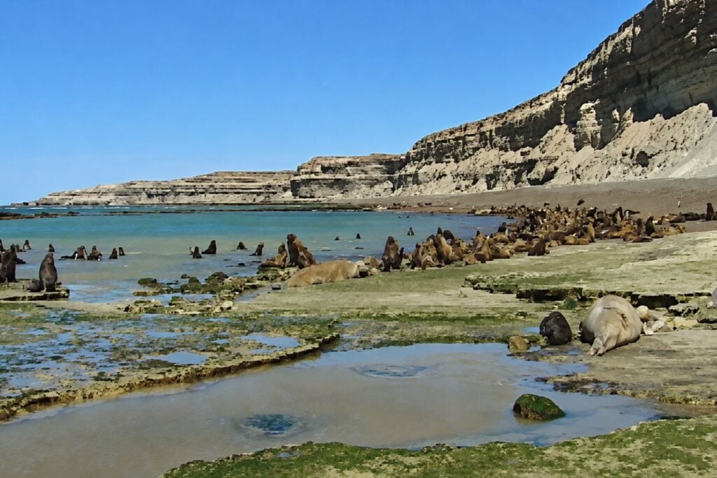 Dos nuevas plantas fósiles revelan el paisaje perdido de la Patagonia