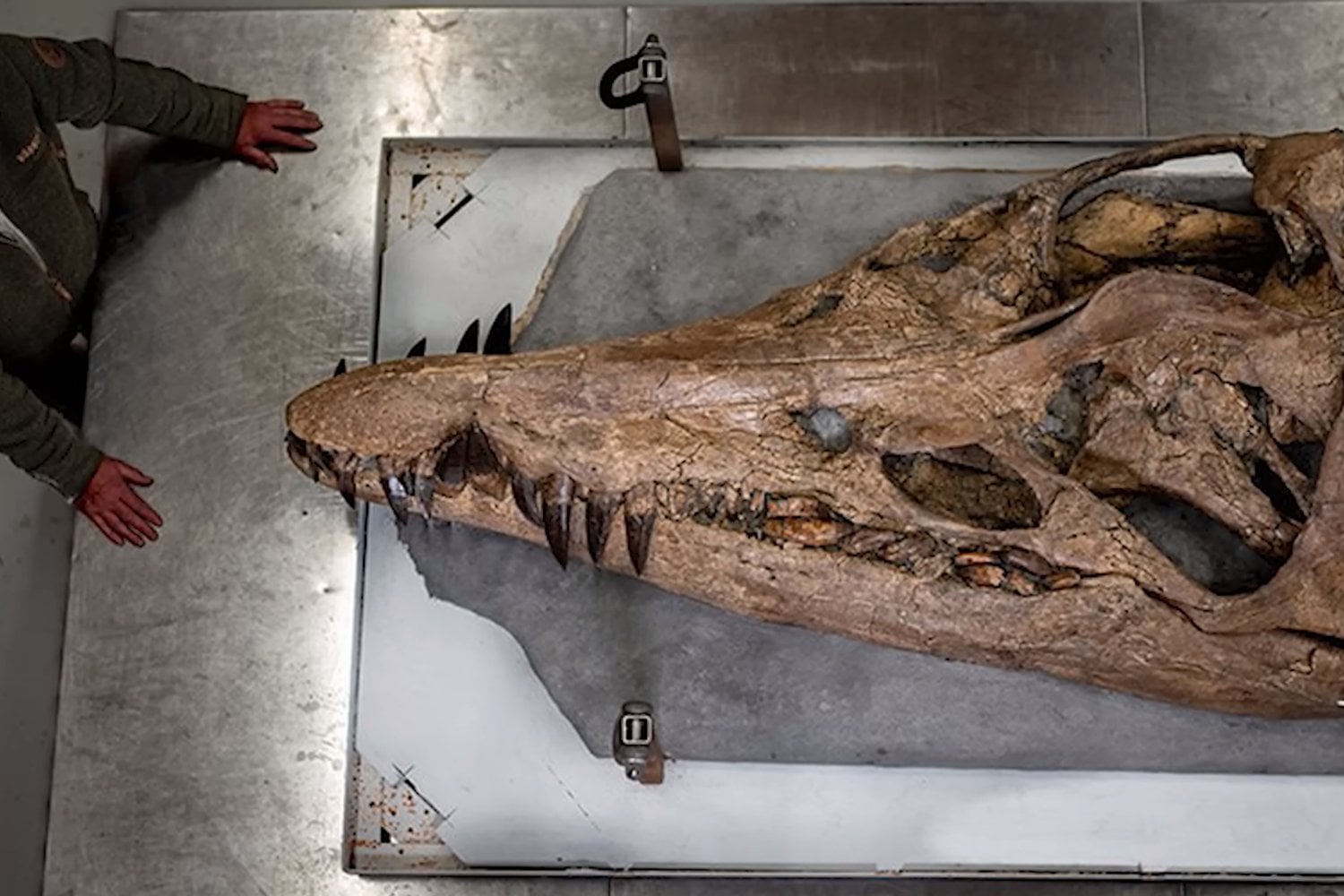 El monstruo marino más famoso del Jurásico nunca fue tan enorme como mostró la televisión)