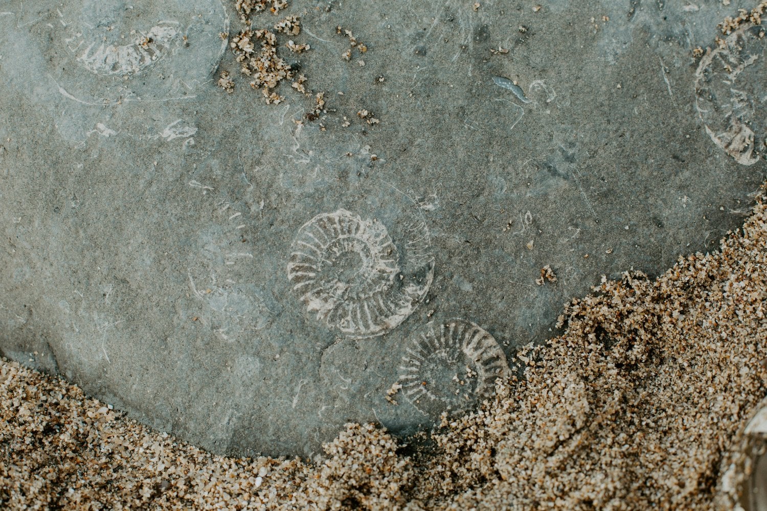 Un patrón de 60 millones de años conecta las profundidades de la Tierra con grandes cambios en la vida