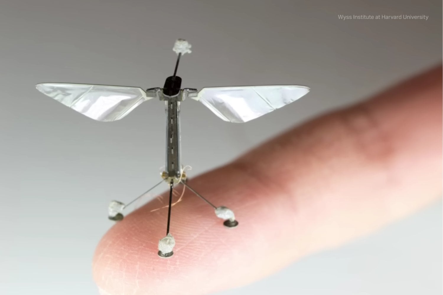 China creó un dron del tamaño de un mosquito para misiones de espionaje: es tan pequeño que resulta extremadamente difícil de detectar