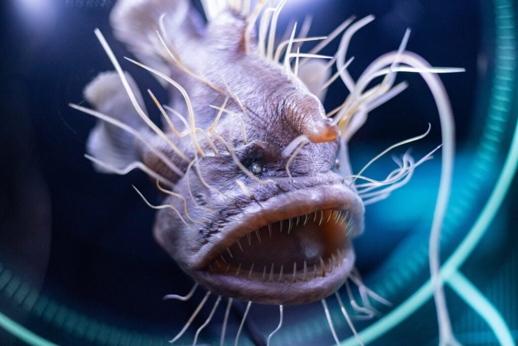 Melanocetus Johnsonii