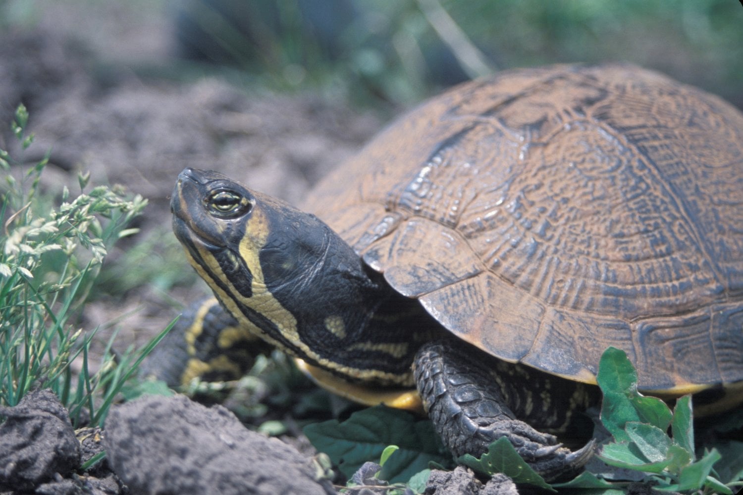 Trachemys Scripta