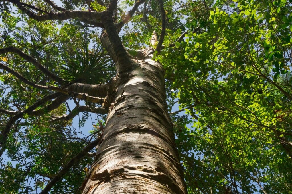 Arbol Alto