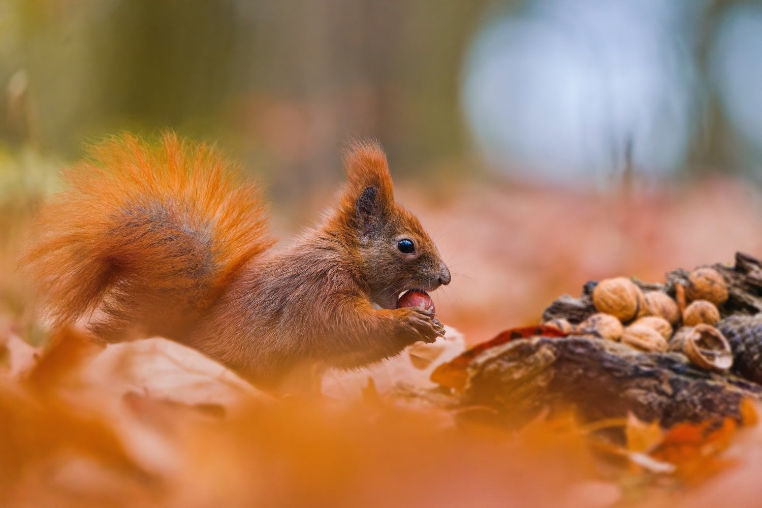 Ardilla Roja Comiendo