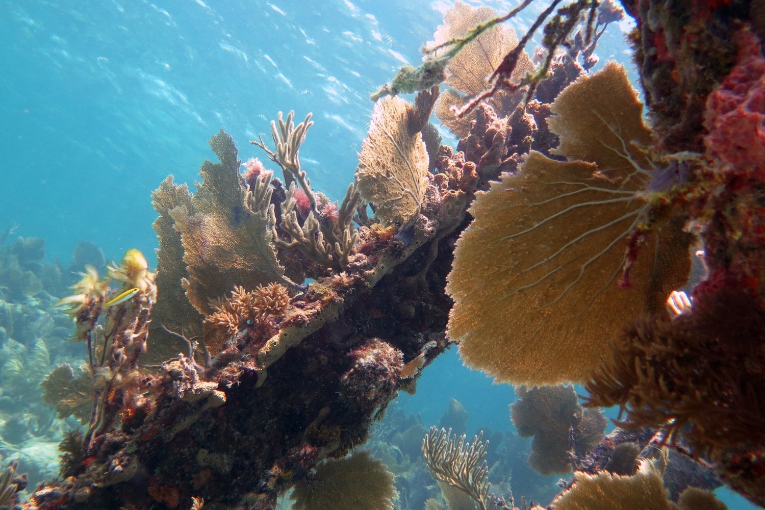Arrecife De Coral