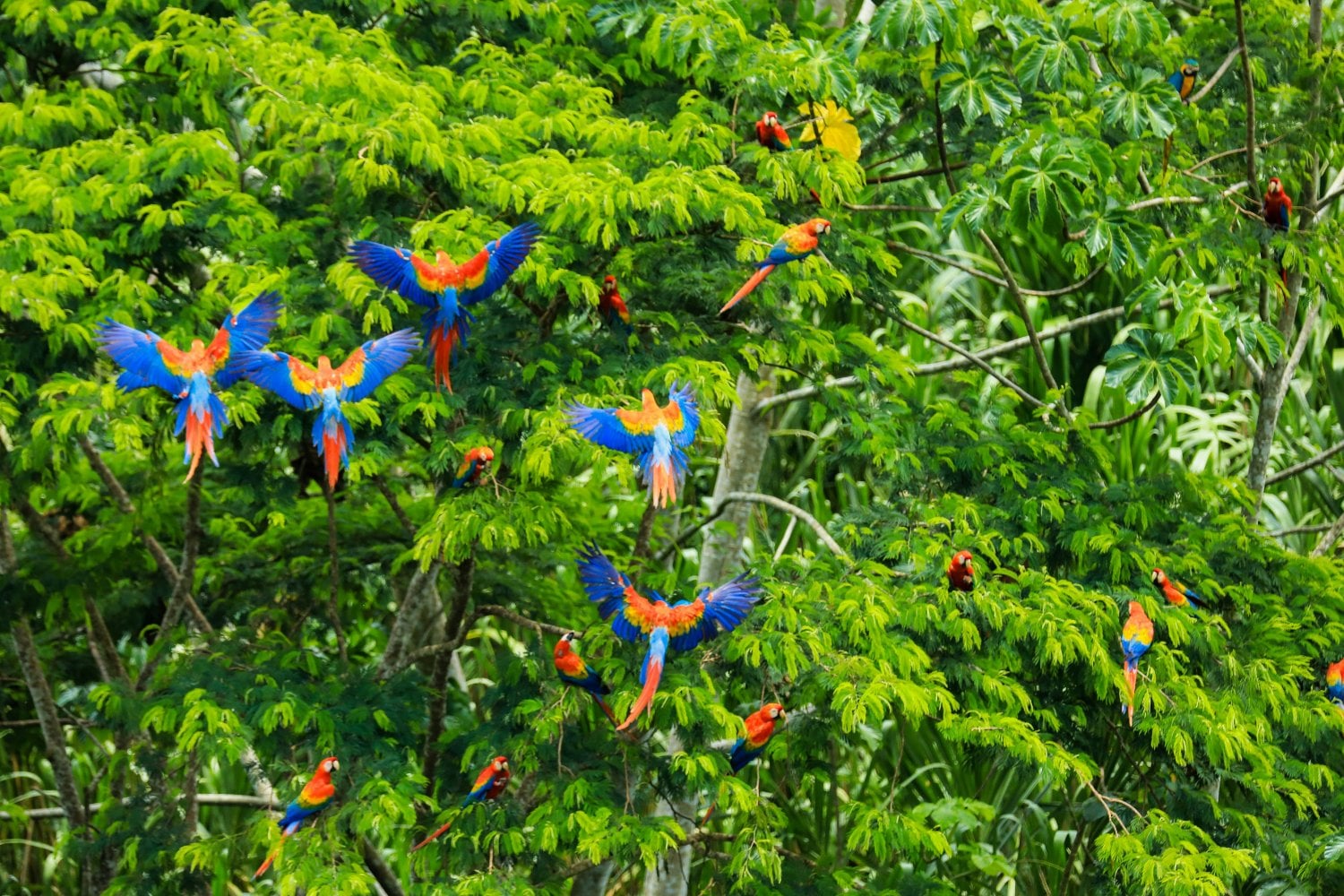 Aves Amazonas