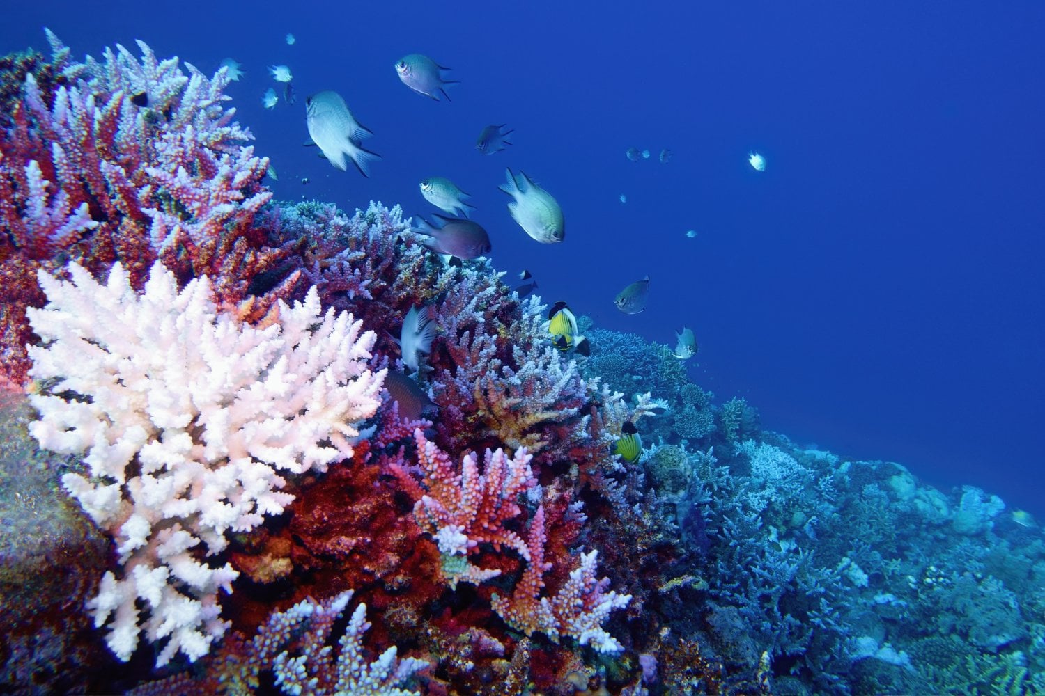 Blanqueamiento De Coral