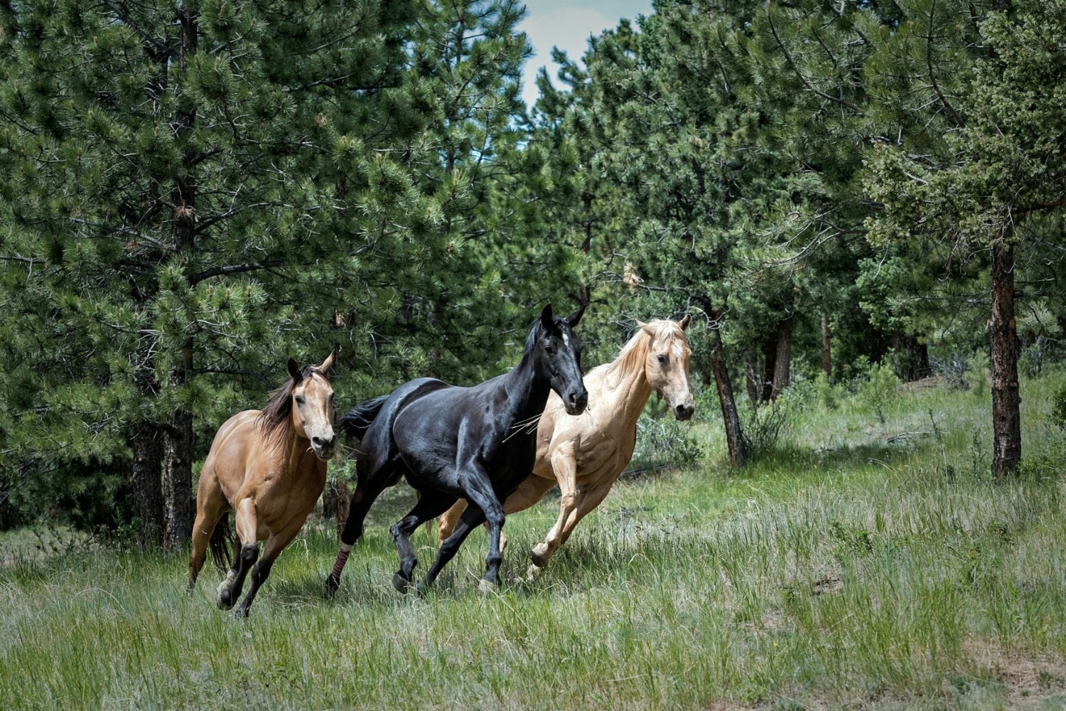 Caballos En Manada