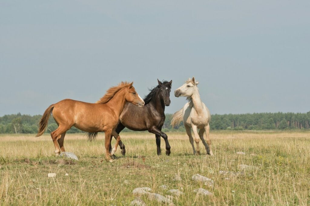 Caballos Salvajes