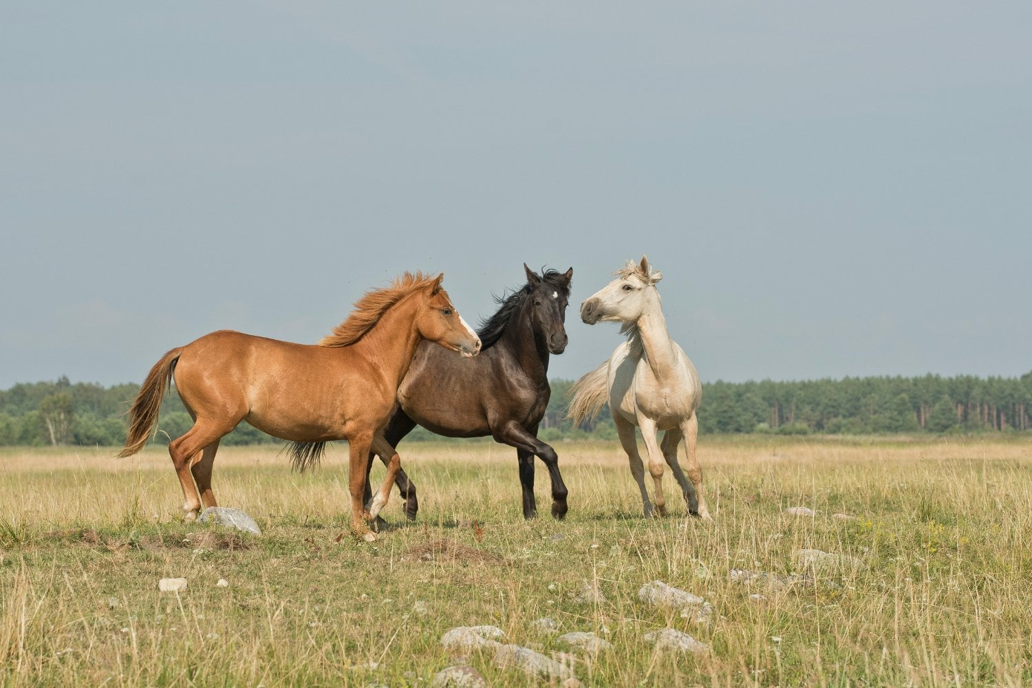 Caballos Salvajes