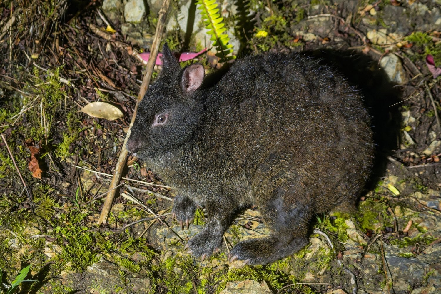 Conejo De Amami