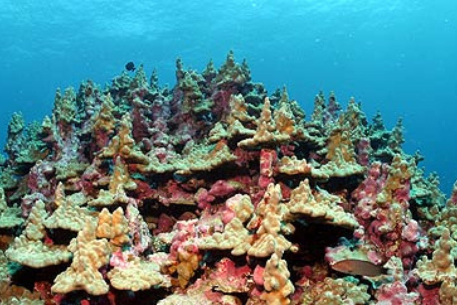 Coral Porite