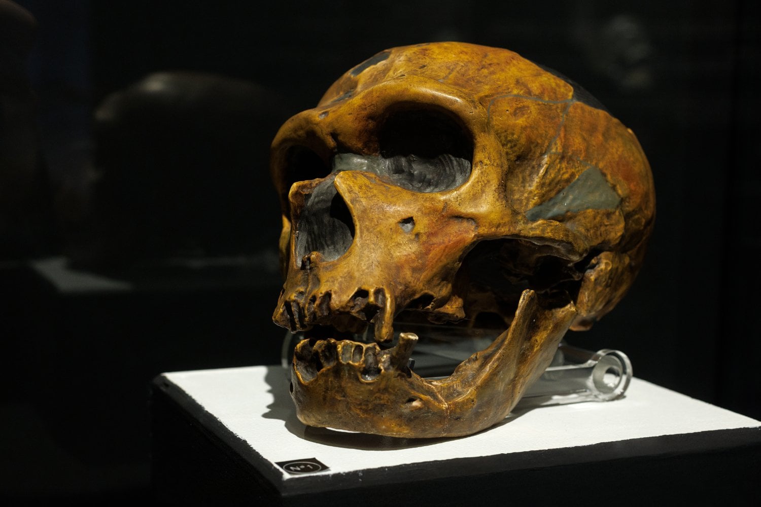 Craneo Neandertal
