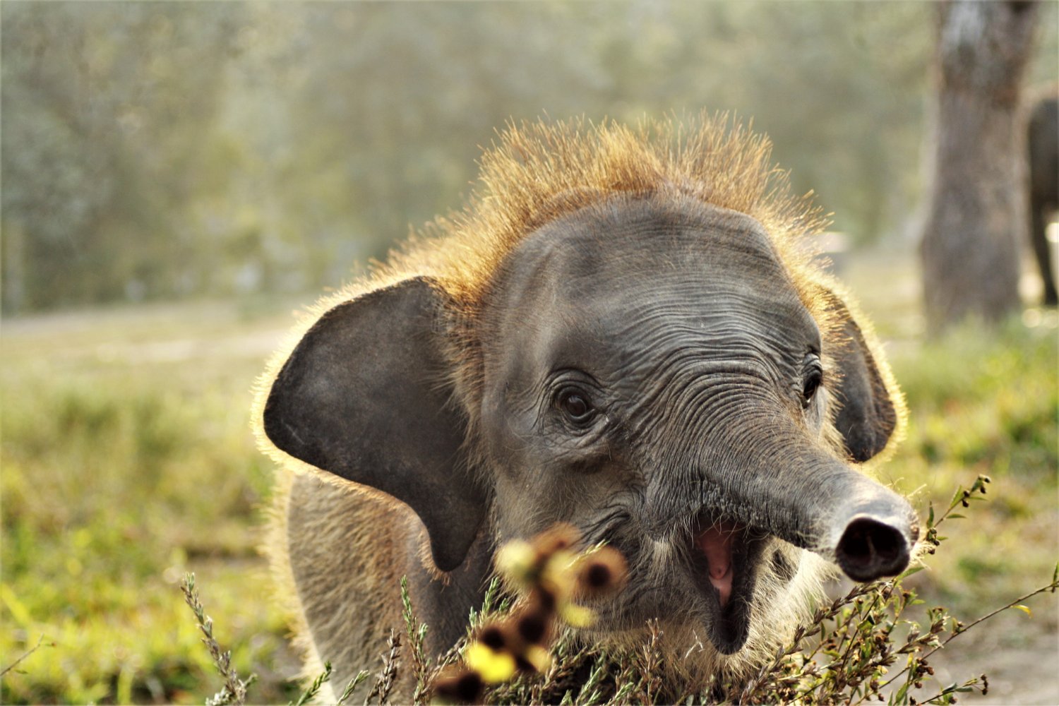 Cría De Elefante De Sumatra