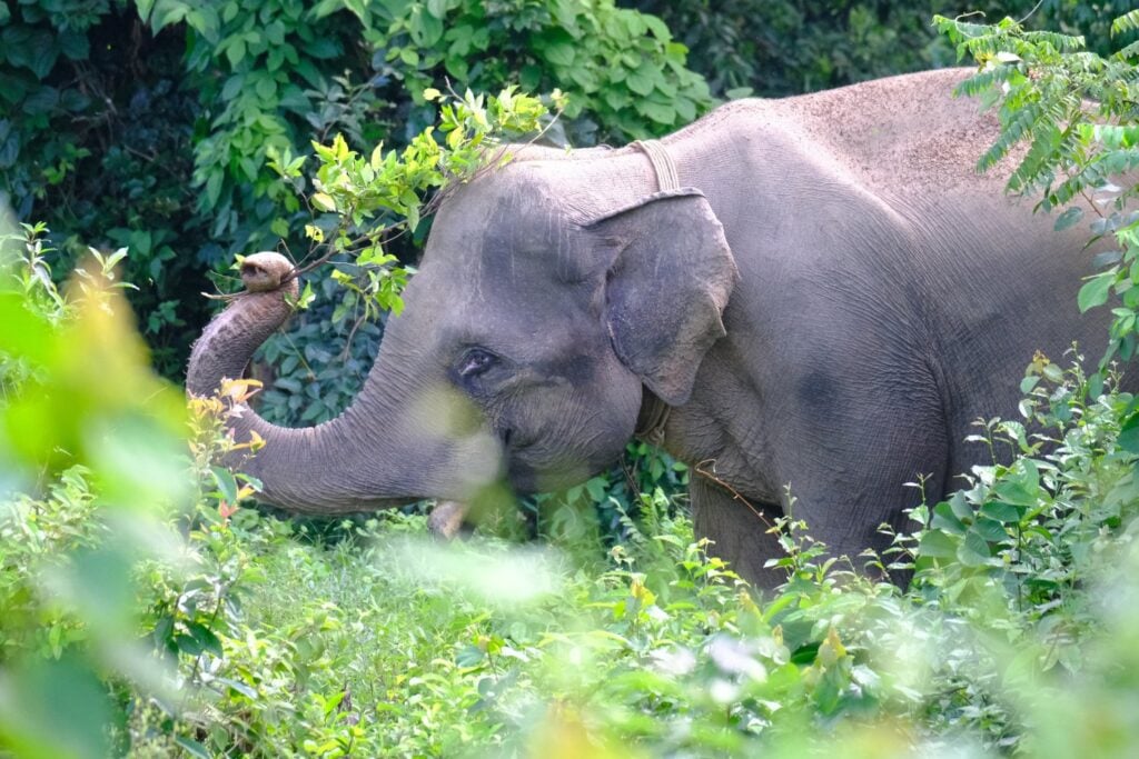 Elefante De Sumatra En Naturaleza