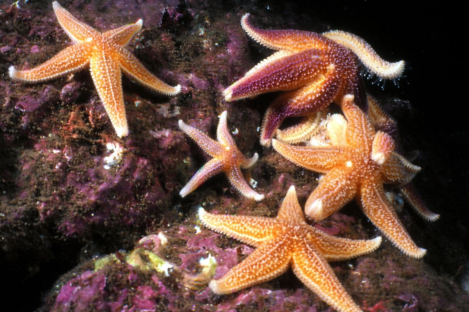 Estrellas De Mar