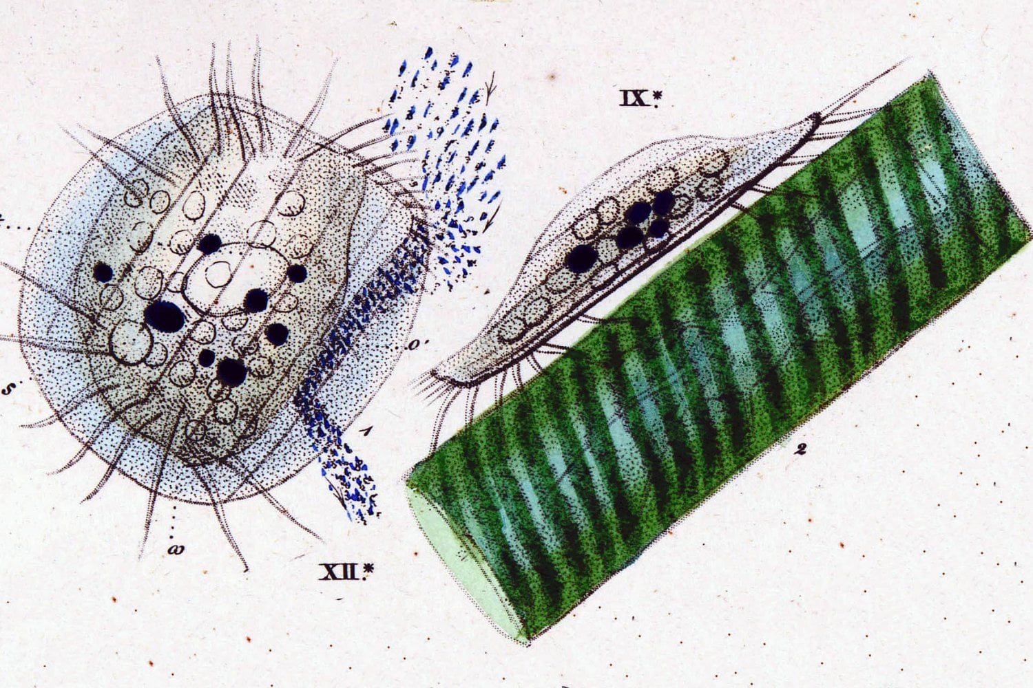Euplotes Patella