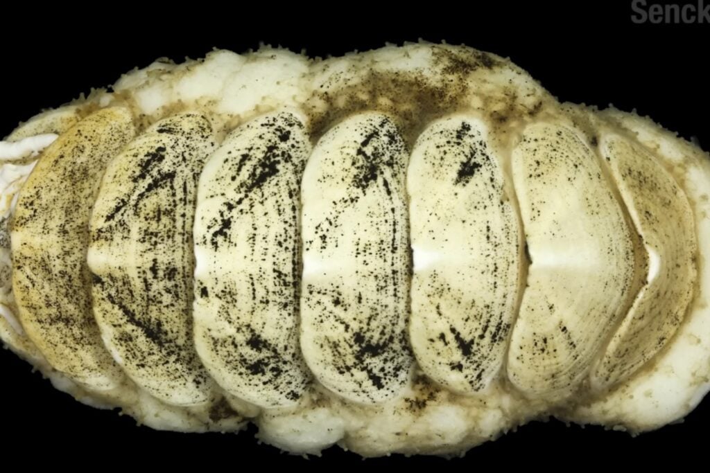 Ferreiraella Populi