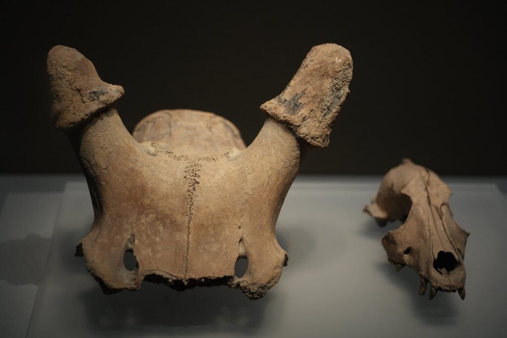 Fosil Pelvis