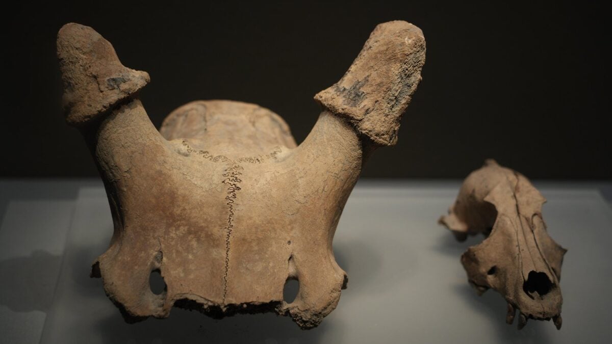 Durante décadas, la ciencia explicó la forma de la pelvis humana como un compromiso entre parir y caminar: la pelvis de una neandertal murciana demuestra que la verdadera tensión era otra