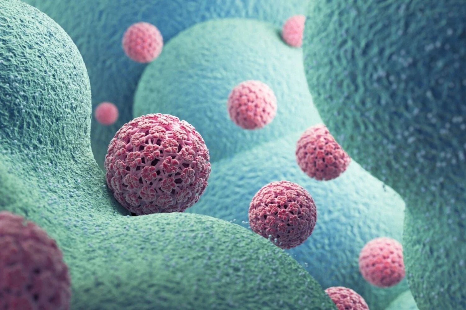 Hpv