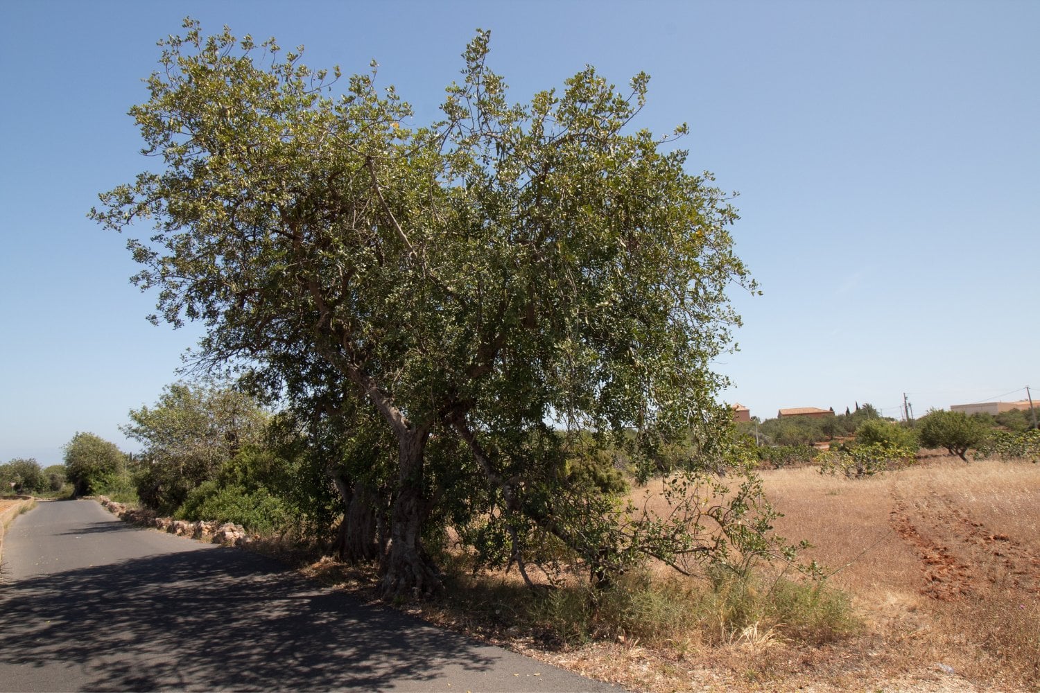 Huarango