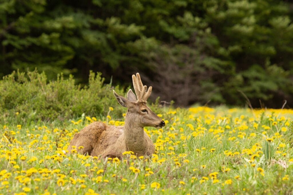 Huemul