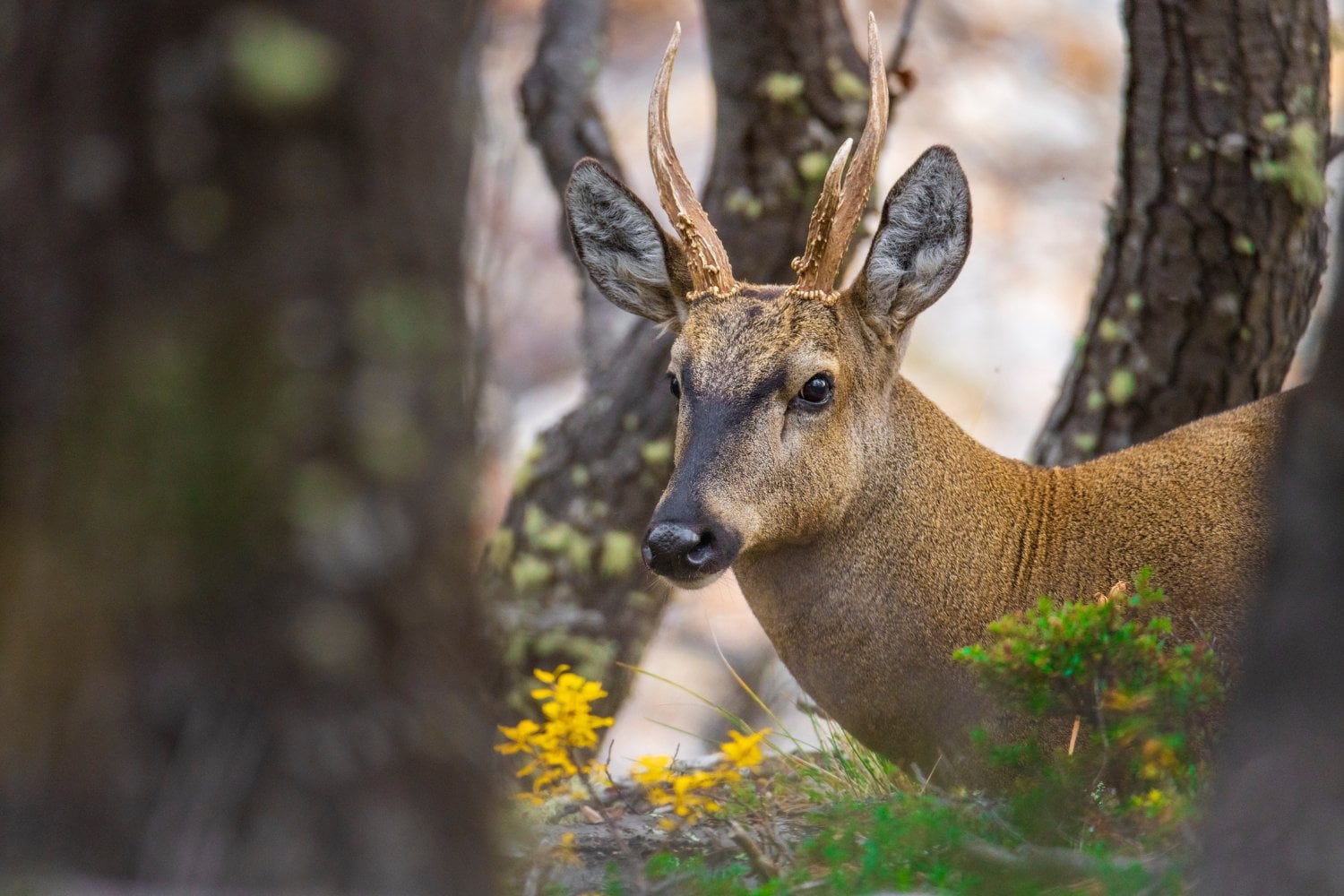 Huemul Patagonia