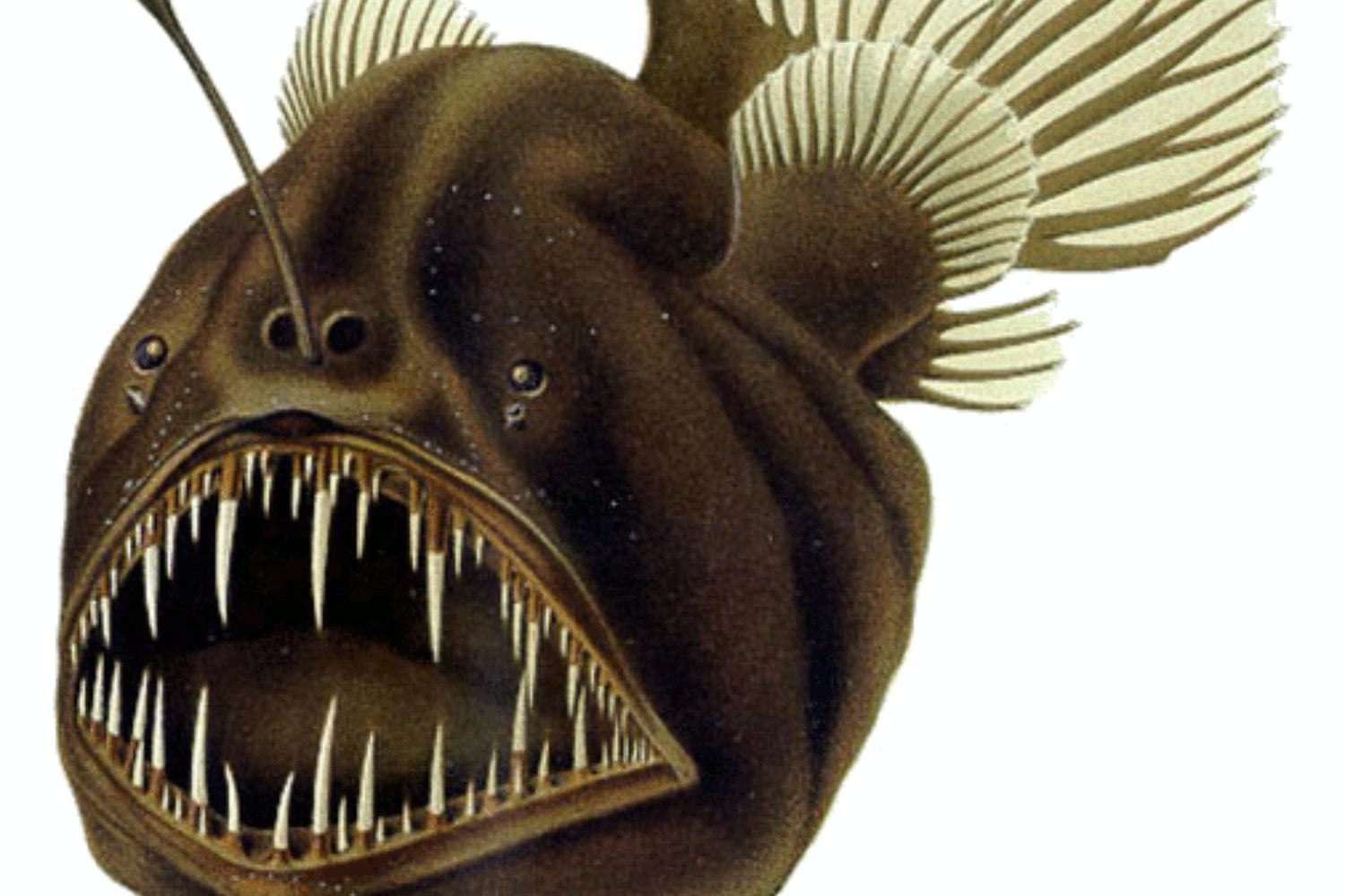Ilustracion Del Melanocetus Johnsonii