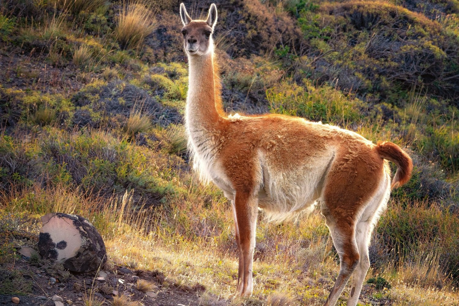 Imagen De Guanaco