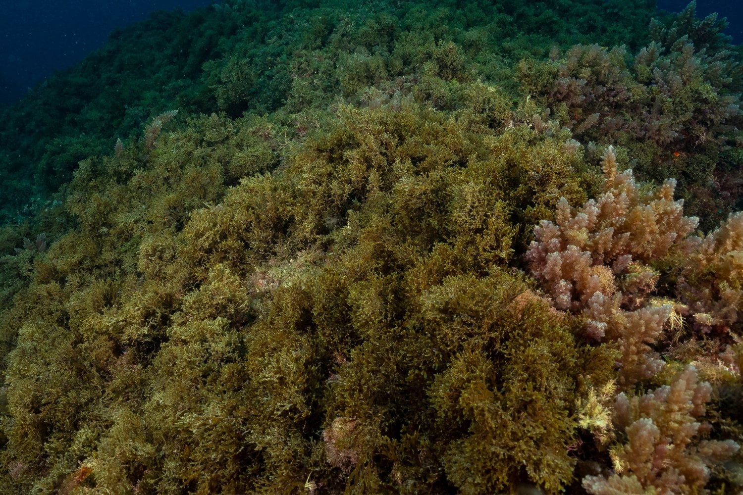 Invasion De Alga