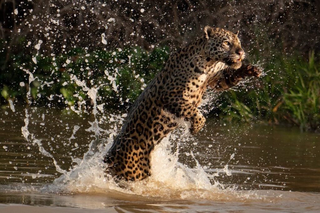 Jaguar