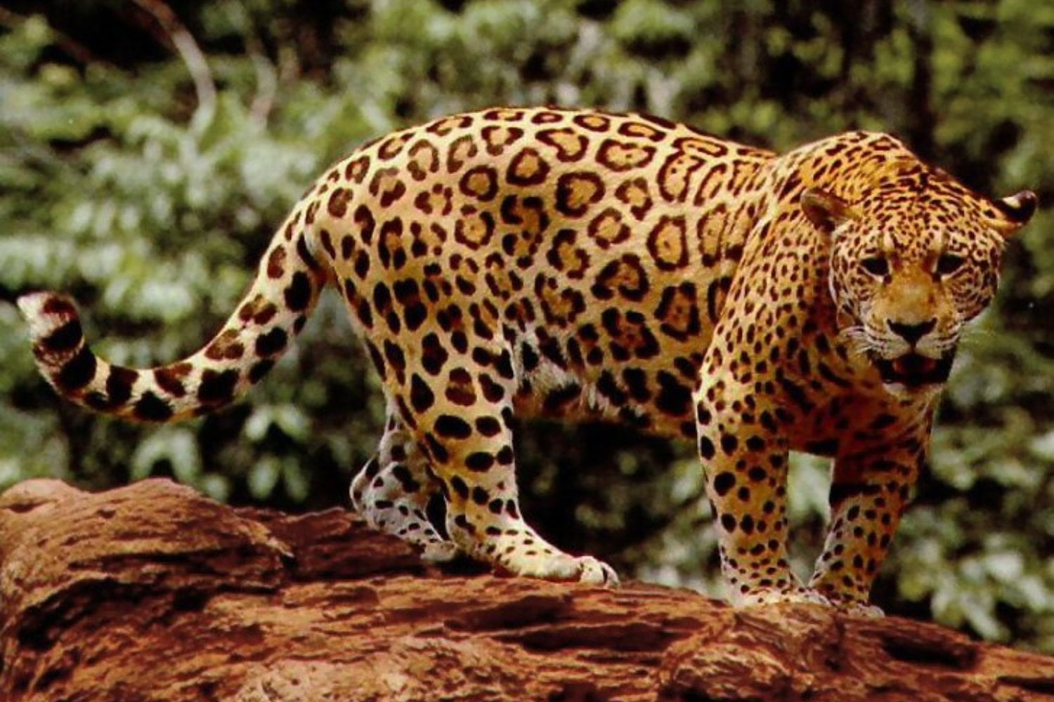 Jaguar Amazonico