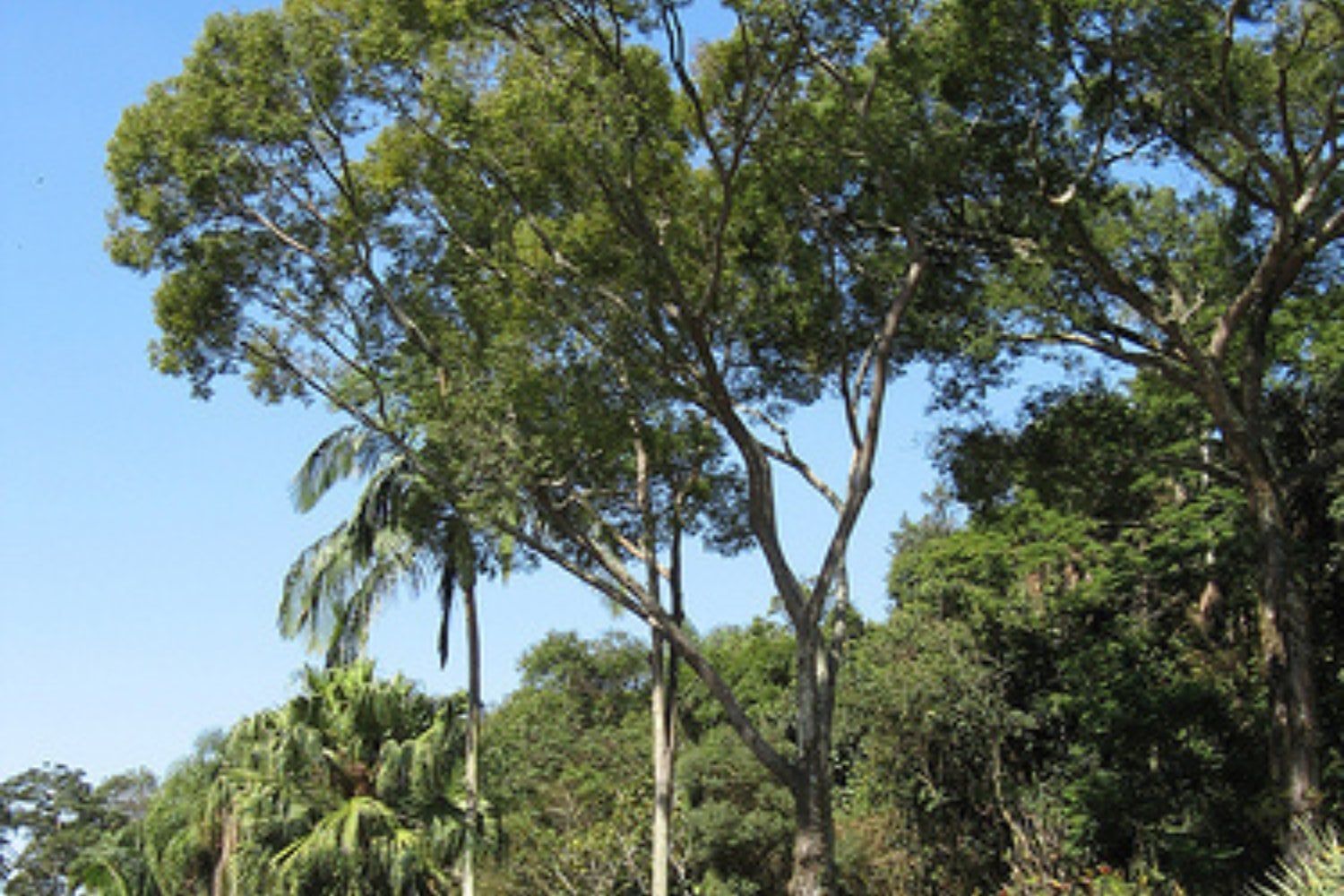 Jequitibá